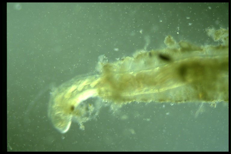 protist image