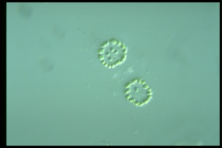 protist image