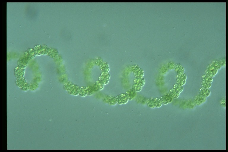 protist image