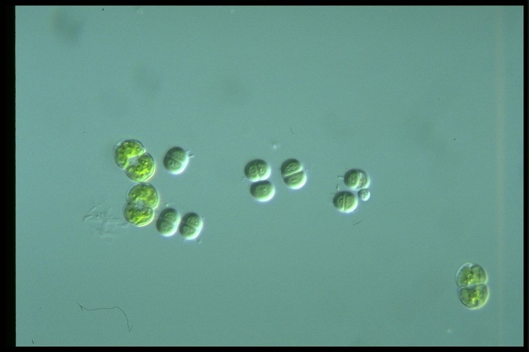 protist image