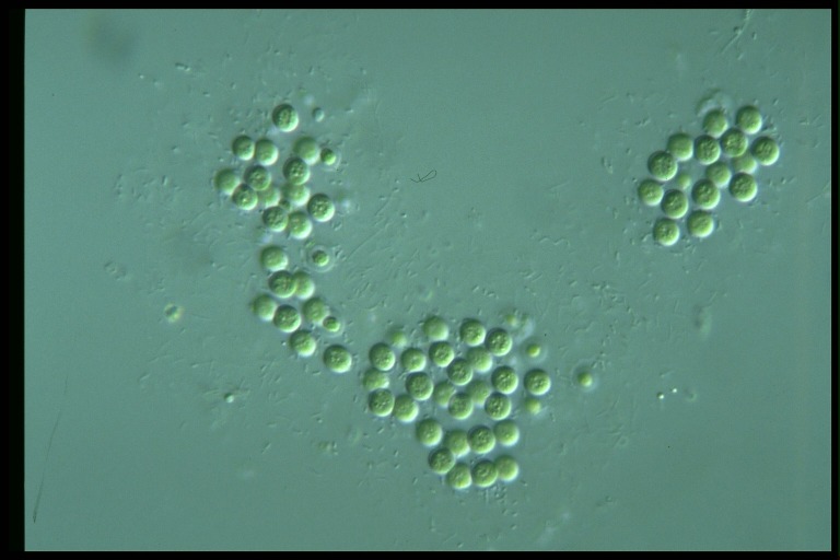 protist image