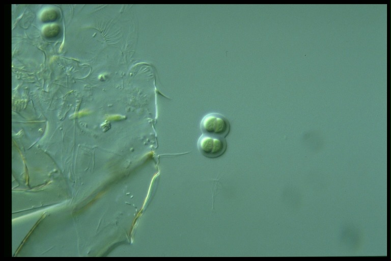 protist image