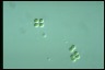 Chroococcus