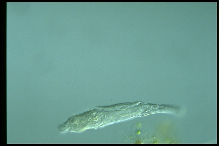 protist image