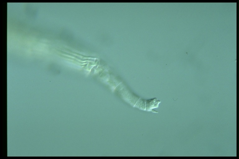 protist image