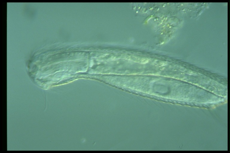 protist image