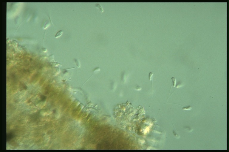 protist image