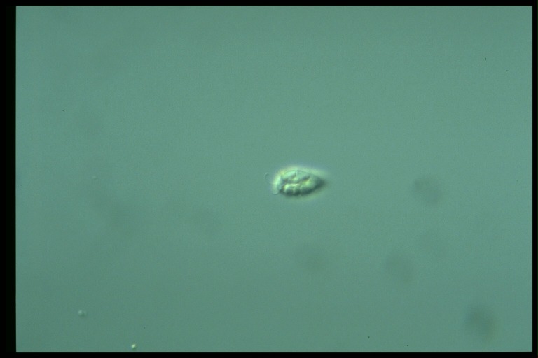 protist image