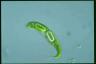 Euglena spirogyra