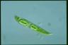 Euglena spirogyra