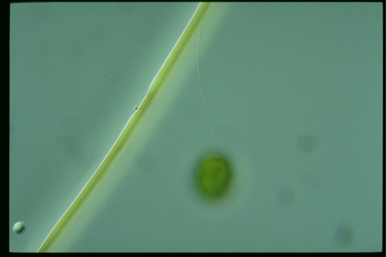 protist image