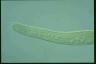 Spirostomum ambiguum