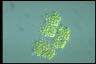 Botryococcus