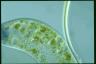 Nassula elegans