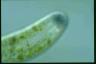 Nassula elegans