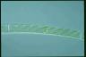 Spirogyra