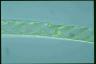 Spirogyra