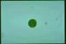 Haematococcus lacustris