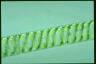 Spirogyra