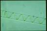 Spirogyra