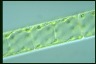 Spirogyra