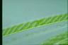 Spirogyra