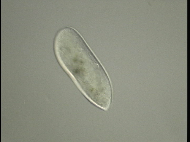 protist image