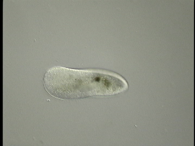 protist image