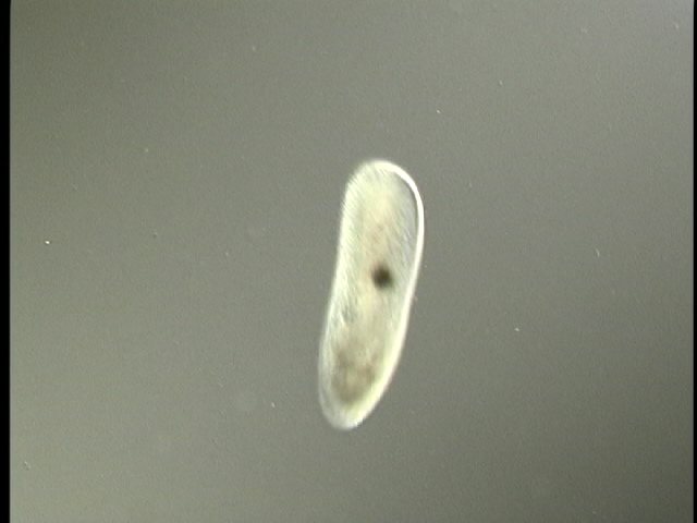 protist image