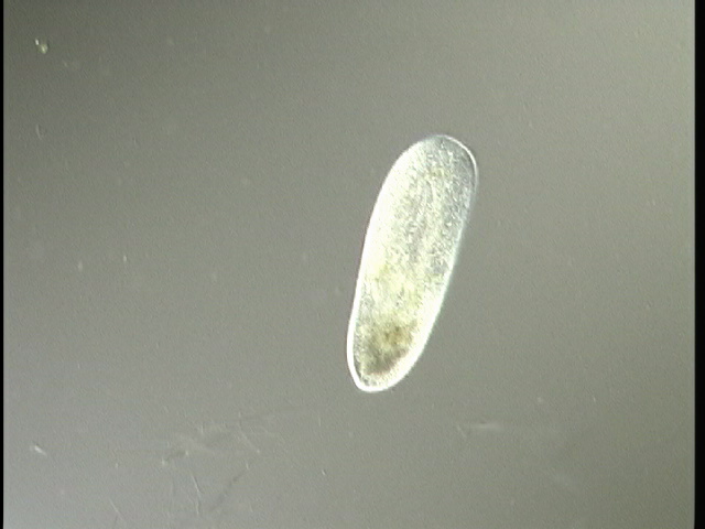 protist image