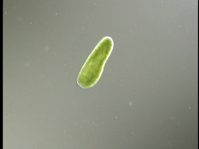 protist image