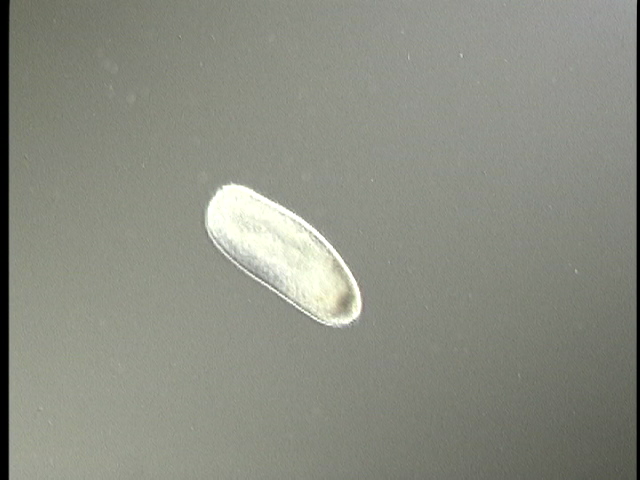 protist image