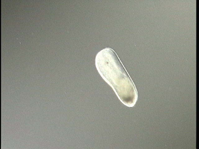 protist image