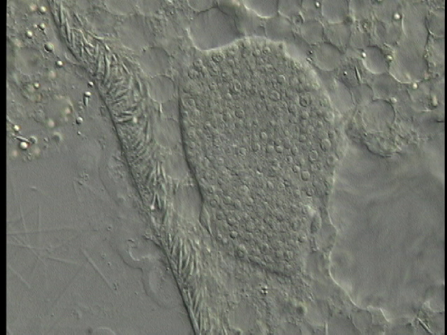 protist image