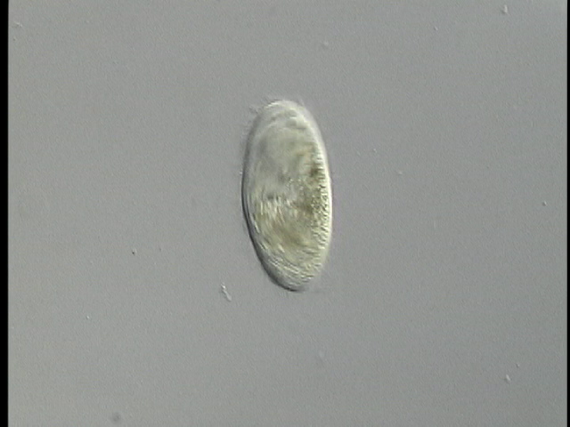 protist image