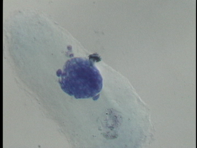 protist image