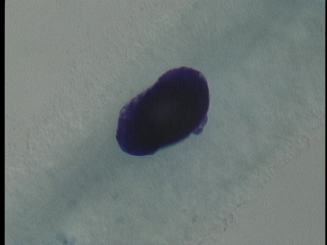 protist image