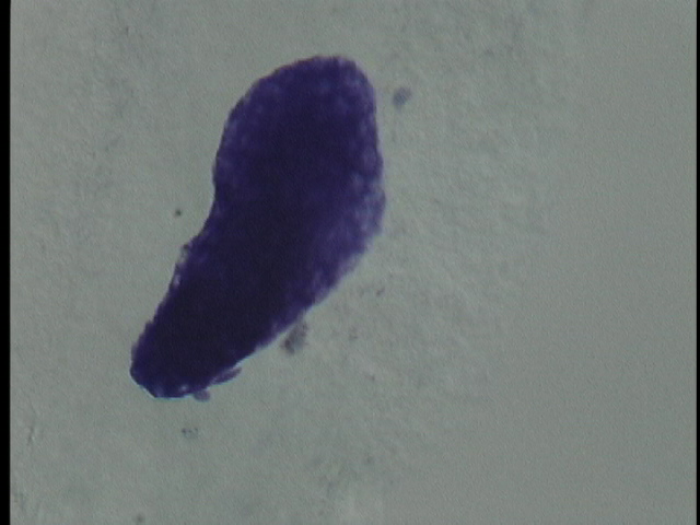 protist image