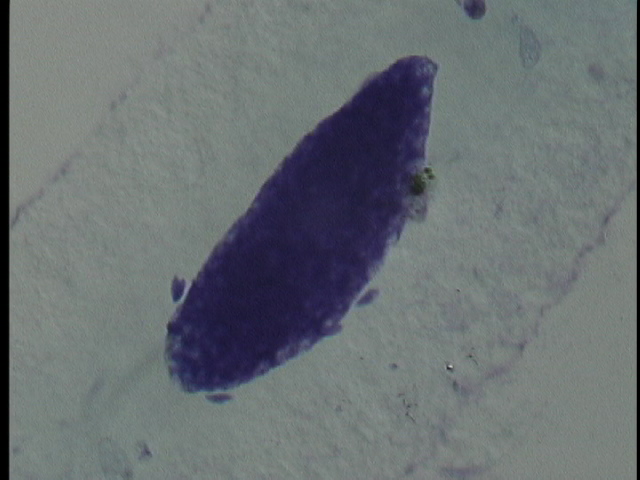 protist image