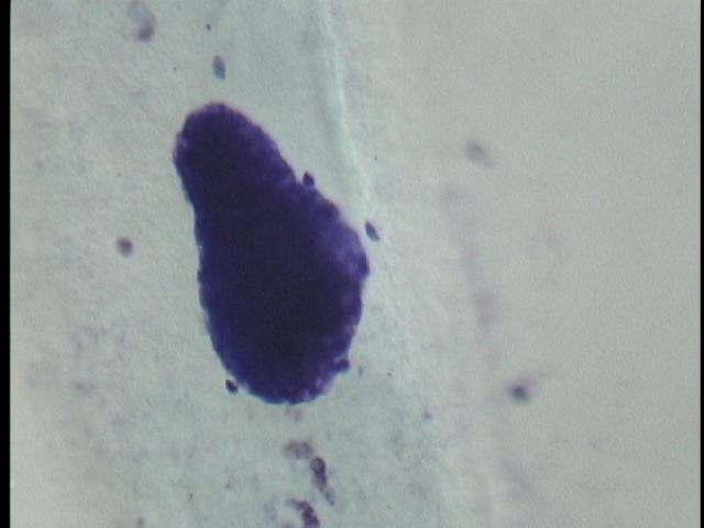 protist image