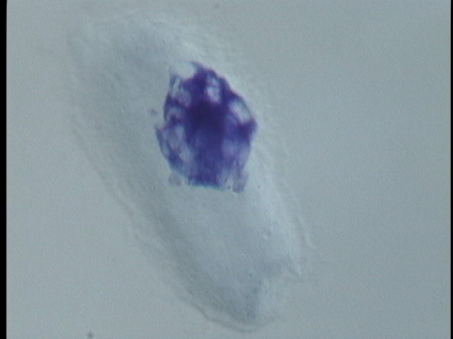 protist image