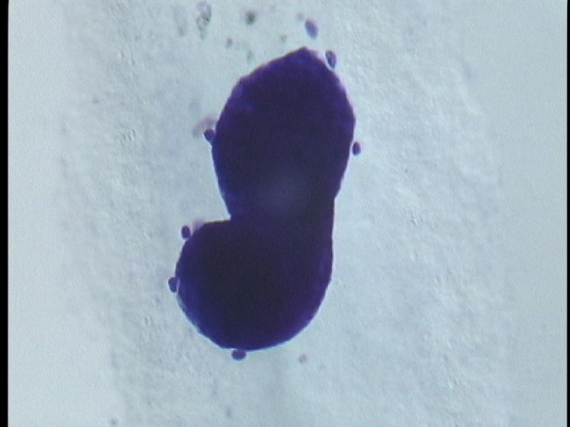 protist image