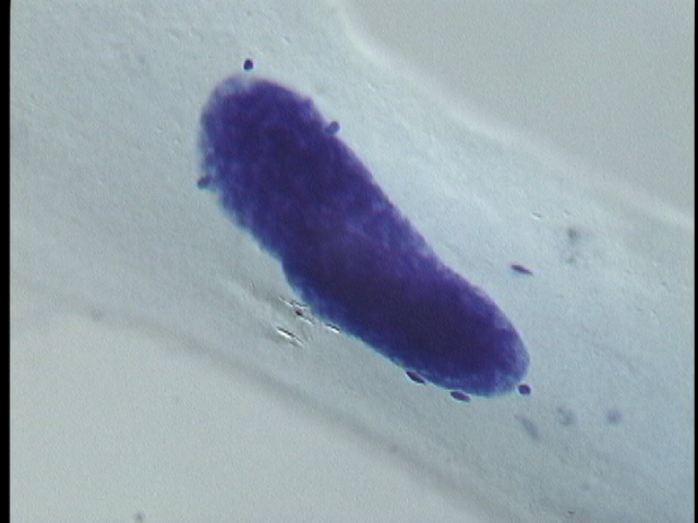 protist image