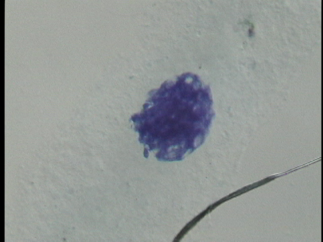 protist image