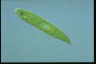 Euglena spirogyra