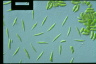 Monoraphidium litorale