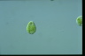 Euglena stellata