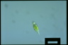 Euglena viridis