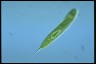 Euglena spirogyra