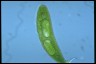 Euglena spirogyra